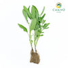 Sage Salvia officinalis – Bare Root