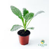 Dino Kale Lacinato Brassica oleracea – 10cm Pot