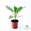 Dino Kale Lacinato Brassica oleracea – 10cm Pot