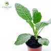 Dino Kale Lacinato Brassica oleracea – 10cm Pot