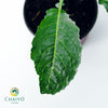Dino Kale Lacinato Brassica oleracea – 10cm Pot