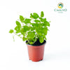 Lemon Balm Melissa officinalis – 10cm Pot