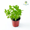 Lemon Balm Melissa officinalis – 10cm Pot