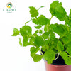 Lemon Balm Melissa officinalis – 10cm Pot