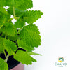 Lemon Balm Melissa officinalis – 10cm Pot