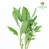 Sage Salvia officinalis – Bare Root