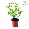 Green Holy Basil Ocimum tenuiflorum – 10cm Pot