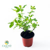 Green Holy Basil Ocimum tenuiflorum – 10cm Pot