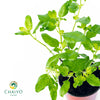 Green Holy Basil Ocimum tenuiflorum – 10cm Pot