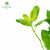 Green Holy Basil Ocimum tenuiflorum – 10cm Pot