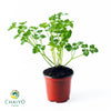 Triple Moss Curled Parsley Petroselinum crispum – 10cm Pot