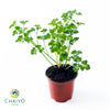 Triple Moss Curled Parsley Petroselinum crispum – 10cm Pot