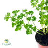Triple Moss Curled Parsley Petroselinum crispum – 10cm Pot