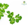 Triple Moss Curled Parsley Petroselinum crispum – 10cm Pot