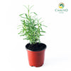 English Lavender Lavandula angustifolia – 10cm Pot