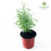 English Lavender Lavandula angustifolia – 10cm Pot