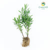 French Lavender Lavandula dentata – Bare Root