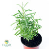 English Lavender Lavandula angustifolia – 10cm Pot