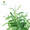 English Lavender Lavandula angustifolia – 10cm Pot