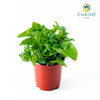 Watercress Hawaii Nasturtium officinale – 10cm Pot