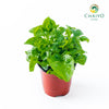 Watercress Hawaii Nasturtium officinale – 10cm Pot