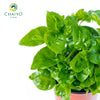Watercress Hawaii Nasturtium officinale – 10cm Pot