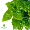 Watercress Hawaii Nasturtium officinale – 10cm Pot