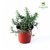Creeping Rosemary Salvia rosmarinus Prostratus – 10cm Pot