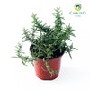 Creeping Rosemary Salvia rosmarinus Prostratus – 10cm Pot