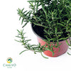 Creeping Rosemary Salvia rosmarinus Prostratus – 10cm Pot