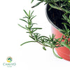Creeping Rosemary Salvia rosmarinus Prostratus – 10cm Pot