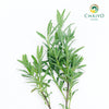 French Lavender Lavandula dentata – Bare Root