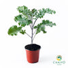 Kale Scarlet Brassica oleracea – 10cm Pot
