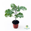 Kale Scarlet Brassica oleracea – 10cm Pot