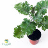 Kale Scarlet Brassica oleracea – 10cm Pot
