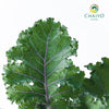 Kale Scarlet Brassica oleracea – 10cm Pot