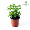 Thai Mint – 10cm Pot