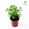 Thai Mint – 10cm Pot