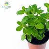 Thai Mint – 10cm Pot