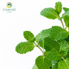 Thai Mint – 10cm Pot