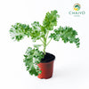 Kale Dwarf Vates Blue Scotch Brassica oleracea – 10cm Pot