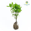 Green Holy Basil Ocimum tenuiflorum – Bare Root