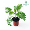 Kale Dwarf Vates Blue Scotch Brassica oleracea – 10cm Pot