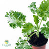 Kale Dwarf Vates Blue Scotch Brassica oleracea – 10cm Pot