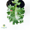 Kale Dwarf Vates Blue Scotch Brassica oleracea – 10cm Pot