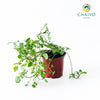 Watercress Nasturtium officinale – 10cm Pot