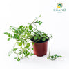 Watercress Nasturtium officinale – 10cm Pot