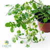 Watercress Nasturtium officinale – 10cm Pot