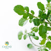 Watercress Nasturtium officinale – 10cm Pot