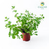 Spearmint Mentha spicata – 10cm Pot